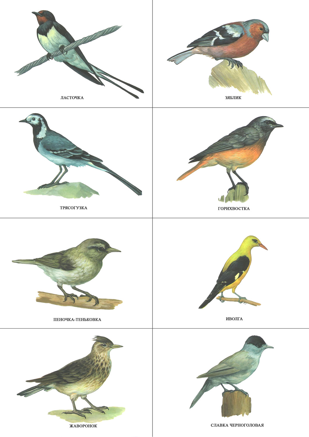 Дидактический материал перелетные птицы в картинках