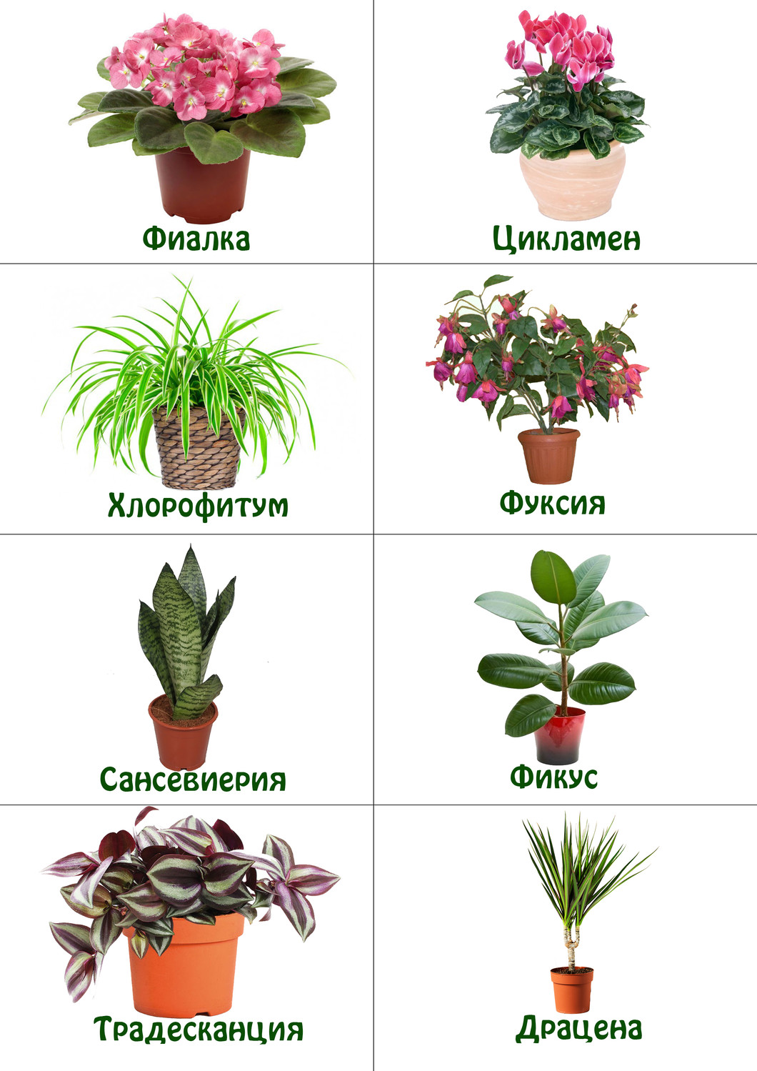 Комнатным растениям необходимо картинки